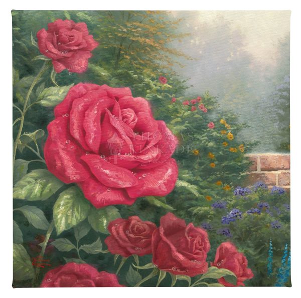 A Perfect Red Rose - 14  x 14  Gallery Wrapped Canvas Online Sale